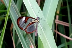 Ithomia agnosia