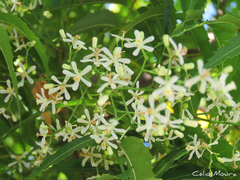 Azadirachta indica