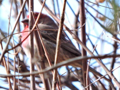 Haemorhous mexicanus