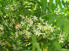 Azadirachta indica