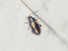 Phyllotreta variipennis