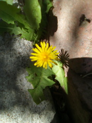 Taraxacum officinale