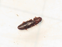 Monotomidae