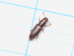 Monotomidae