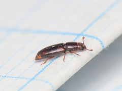 Monotomidae