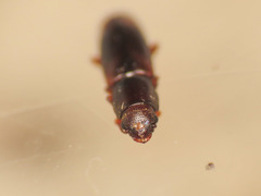 Monotomidae