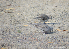 Columbina picui