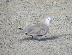 Columbina picui