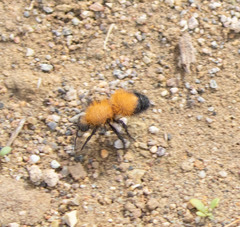 Dasymutilla arenivaga