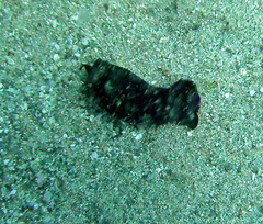 Pseudobiceros stellae