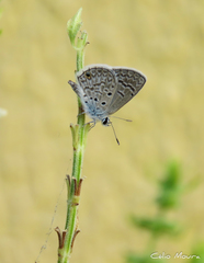 Lepidoptera