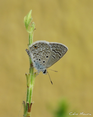Lepidoptera