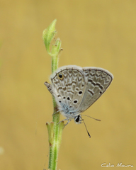 Lepidoptera