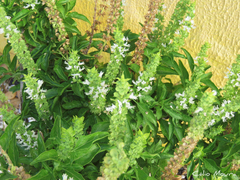 Ocimum basilicum