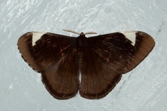 Melanothrix nymphaliaria