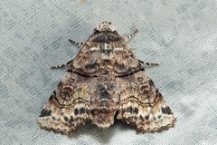 Aplotelia diplographa