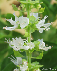 Ocimum basilicum