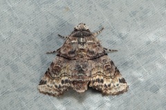 Aplotelia diplographa