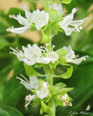 Ocimum basilicum