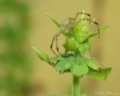 Thomisidae
