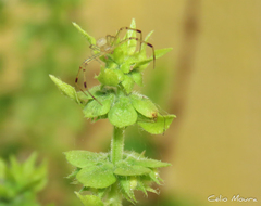 Thomisidae