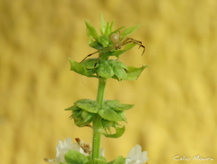 Thomisidae
