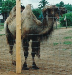 Camelus