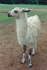 Lama