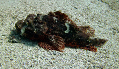 Scorpaenopsis barbata