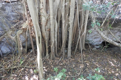 Image of Ficus cotinifolia by (c) Sebastián de Jesús Herrera Buenfil, some rights reserved (CC BY)