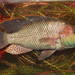 Serranochromis macrocephalus - Photo Frederick Hermanus Van der Bank, University of Johannesburg, δεν υπάρχουν γνωστοί περιορισμοί πνευματικών δικαιωμάτων (Κοινό Κτήμα)
