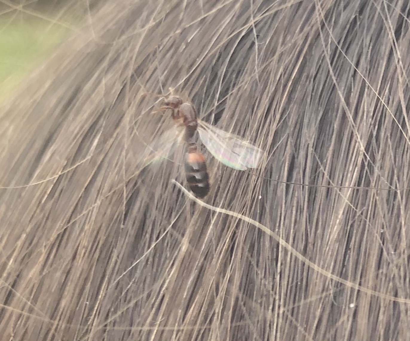 Solenopsis richteri