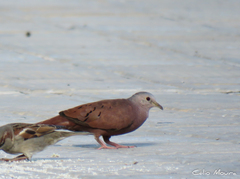 Columbina talpacoti