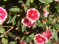 Angiospermae