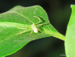 Thomisidae