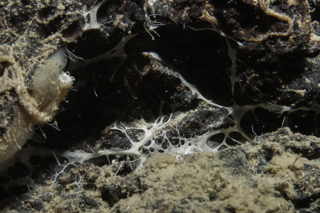 Myceliospongia araneosa