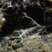 Myceliospongia araneosa - Photo (c) Bernard Picton, algunos derechos reservados (CC BY), uploaded by Bernard Picton