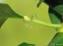 Thomisidae