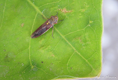 Tapajosa