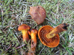 Cortinarius malicorius