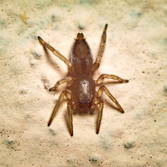 Porrhoclubiona leucaspis