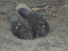 Ortalis squamata