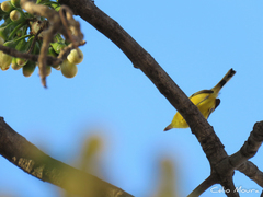 Todirostrum cinereum