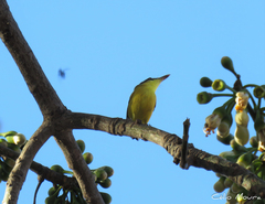 Todirostrum cinereum