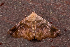 Aroana rubra