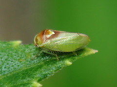 Hyalojassini