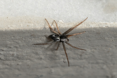 Pulchellodromus
