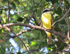 Pitangus sulphuratus