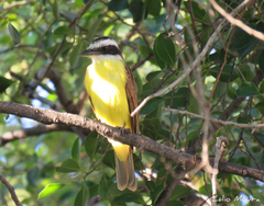 Pitangus sulphuratus