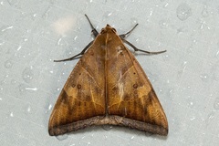 Artena dotata